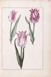 Tulips, 18th century