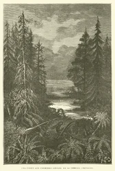 A Forest in the Early Centuries of the Cretaceous Period
