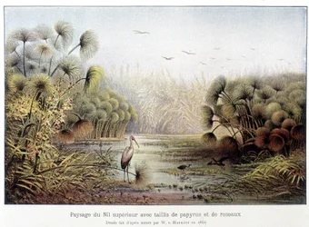 Upper Nile Passage with Papyrus and Reed Coppice