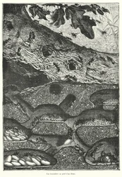 View of the Interior of an Ant Colony at the Foot of an Oak Tree