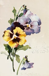 Vintage French postcard with floral decorations