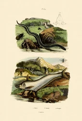 Wels Catfish