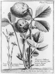 West Coast Pine Strawberry, from Relation du voyage de la mer du sud aux cotes du Chily et du Perou 1712-16 by A.F. Frezier, published 1716