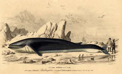 Whale or Baleinoptere