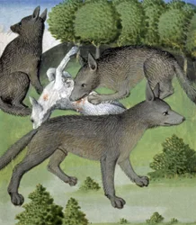 Wolves