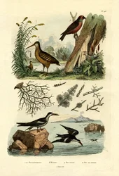 Woodcock, 1833-39