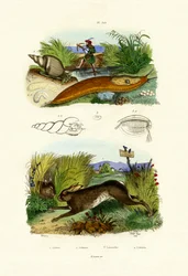 Yellow Slug