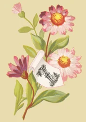 Zinnia - False Flakes