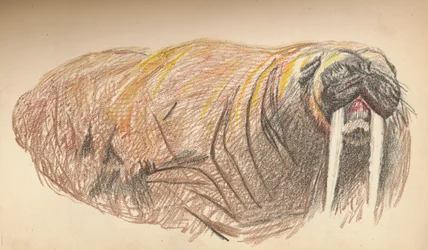 Sleepy and Cross, Pastel Sketch