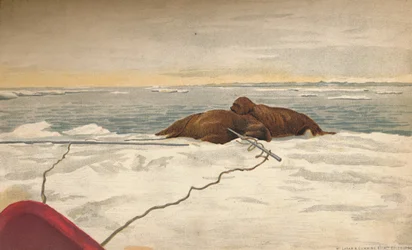 Walruses Killed Off The East Coast of the Taimyr Peninsula, 12th September 1893