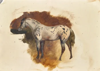 Spotted Gray Horse