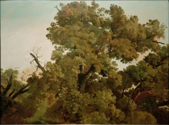 Oak