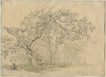 Grove of Trees