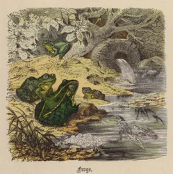 Frogs