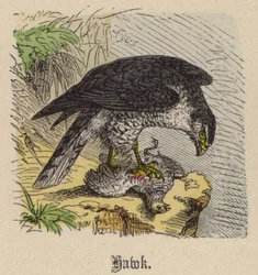 Hawk
