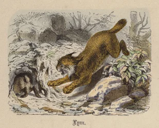 Lynx
