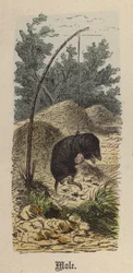 Mole