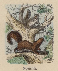 Squirrels