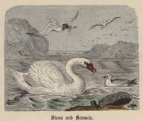 Swan and Seamew