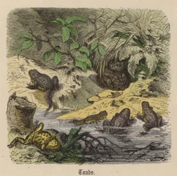 Toads