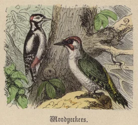Woodpeckers