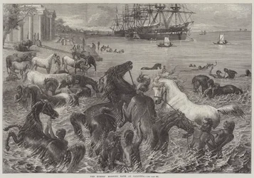 The Horses