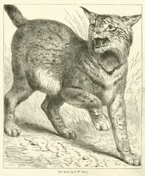 The Lynx