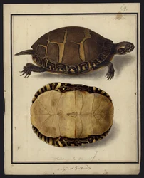 Chrysemys Picta