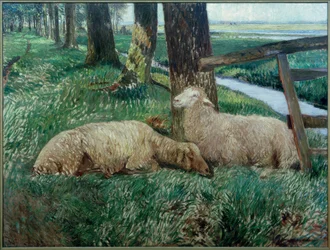 Sheep Resting