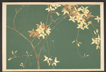 Patterns of plants and flowers from life