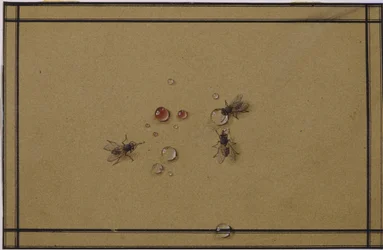 The Flies at the Waterdrops