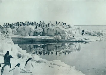 Penguins on Ice-Foot