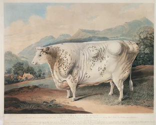 The Yorkshire Rose, engraved by C. Turner