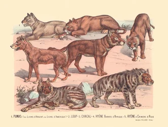 Page 13: Pumas or Silver Lions or American Lions, Wolf, Jackal, African Barred Hyena, Asian Mane Hyena