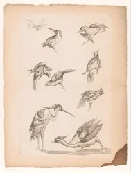Eight Chinese Birds, Including Kingfishers, a Heron, a Duck, and a Dragonfly