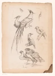 Eight Chinese Birds, Including Possibly Birds of Paradise