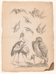 Ten Chinese Birds, Including Two Herons and a Kingfisher