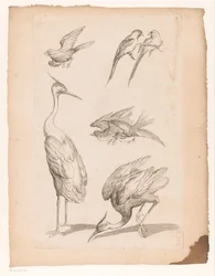 Seven Chinese Birds, Including Herons and Parrots