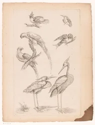 Seven Chinese Birds, Including Herons and Parrots