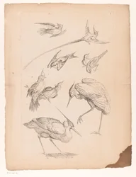 Nine Chinese Birds, Including a Heron and Possibly Birds of Paradise