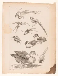 Nine Chinese Birds, Including Ducks, a Kingfisher, and Possibly Birds of Paradise