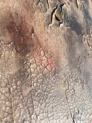 Cracked Earth Texture