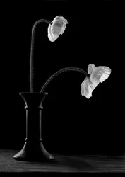 Graceful Poppies In Vase