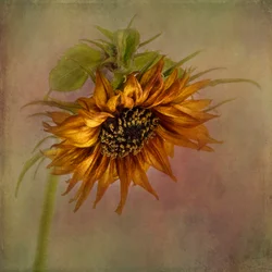Golden Autumn Sunflower