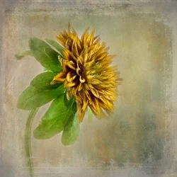Soft Golden Bloom