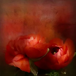 Vibrant Red Blooms