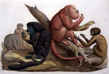 Monkeys of South America
