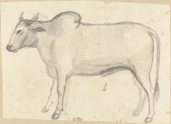 An Ox