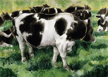 Friesian Cows