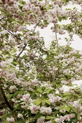 Cherry Blossoms Spring